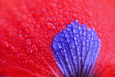 Red poppy / corn poppy, papaver rhoeas, spring, tuscany, italy