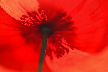 Red poppy / corn poppy, papaver rhoeas, spring, tuscany, italy