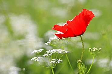 Red poppy / corn poppy, papaver rhoeas, spring, tuscany, italy