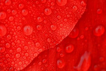 Red poppy / corn poppy, papaver rhoeas, spring, tuscany, italy