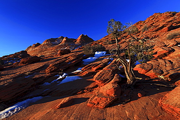 Coyote buttes north, juniper tree, juniperus, wacholder baum, sandstone formed by wind and water, paria wilderness area, arizona, usa