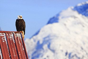 Bald eagle, haliaeetus leucocephalus, weisskopfseeadler, homer, kenai peninsula, alaska, usa