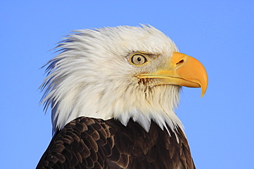 Bald eagle, haliaeetus leucocephalus, weisskopfseeadler, homer, kenai peninsula, alaska, usa