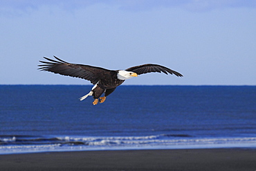 Bald eagle, haliaeetus leucocephalus, weisskopfseeadler, homer, kenai peninsula, alaska, usa