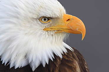 Bald eagle, haliaeetus leucocephalus, weisskopfseeadler, homer, kenai peninsula, alaska, usa