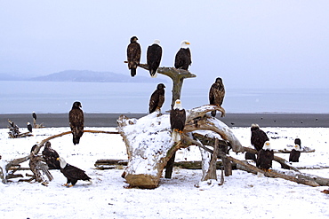 Bald eagle, haliaeetus leucocephalus, weisskopfseeadler, homer, kenai peninsula, alaska, usa