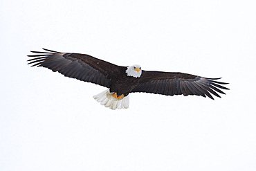 Bald eagle, haliaeetus leucocephalus, weisskopfseeadler, homer, kenai peninsula, alaska, usa