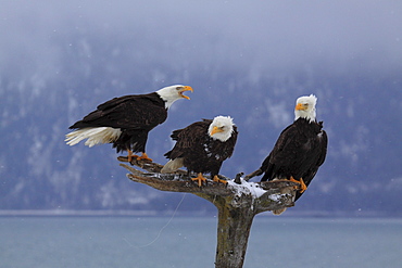 Bald eagle, haliaeetus leucocephalus, weisskopfseeadler, homer, kenai peninsula, alaska, usa