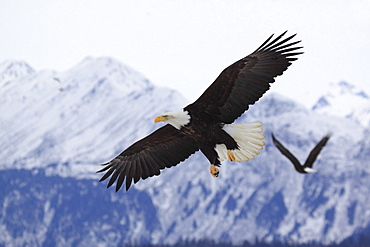 Bald eagle, haliaeetus leucocephalus, weisskopfseeadler, homer, kenai peninsula, alaska, usa