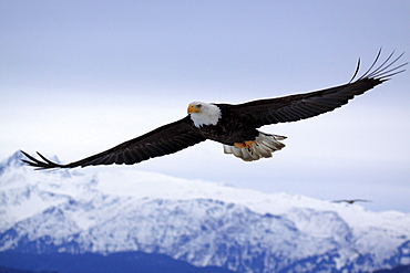 Bald eagle, haliaeetus leucocephalus, weisskopfseeadler, homer, kenai peninsula, alaska, usa