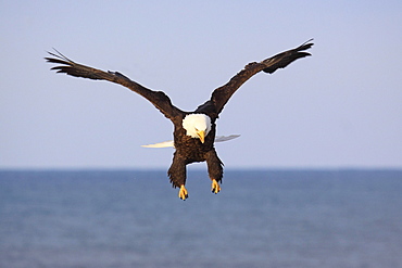 Bald eagle, haliaeetus leucocephalus, weisskopfseeadler, homer, kenai peninsula, alaska, usa