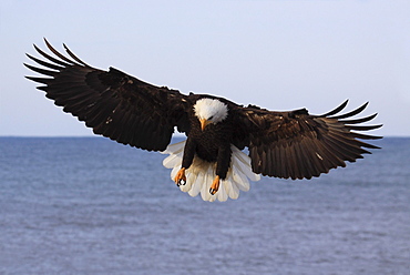 Bald eagle, haliaeetus leucocephalus, weisskopfseeadler, homer, kenai peninsula, alaska, usa