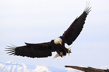 Bald eagle, haliaeetus leucocephalus, weisskopfseeadler, homer, kenai peninsula, alaska, usa