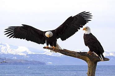 Bald eagle, haliaeetus leucocephalus, weisskopfseeadler, homer, kenai peninsula, alaska, usa