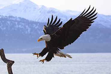 Bald eagle, haliaeetus leucocephalus, weisskopfseeadler, homer, kenai peninsula, alaska, usa