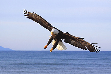 Bald eagle, haliaeetus leucocephalus, weisskopfseeadler, homer, kenai peninsula, alaska, usa