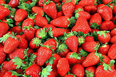 Mass of Strawberry, Fragaria spp, Erdbeere, studio, Oetwil am See, Zuerich, Switzerland