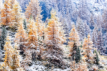 Larch, Laerche, Larix, Wallis, Switzerland