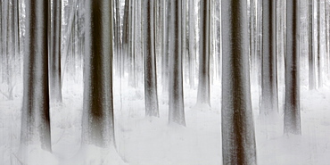 tree trunks in winter forest, Switzerland