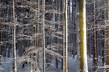 tree trunks in winter forest, Switzerland