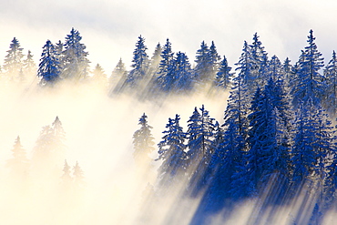 snow covered trees, winter forest, Switzerland