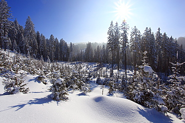 snow covered trees, winter forest, Switzerland