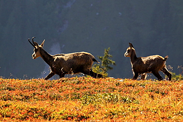 Alpine Chamois, Gaemse, Gemse, Rupicapra Rupikapra, female, Bernese Oberland, Bern, Switzerland