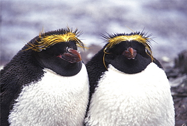 Macaroni penguins. Eudyptes chrysolophus. Hannah point, livingston island, antarctica