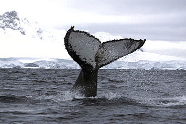 Humpback whale. Megaptera novaeangliae. Tail fluke. Wilhelmina bay, antarctica