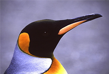 King penguin. Aptenodytes patagonica. South georgia, antarctica