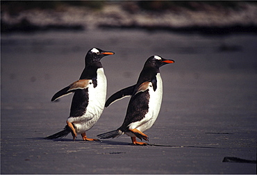 Gentoo penguins. Pygoscelis papua. Walking on the beach, falklands