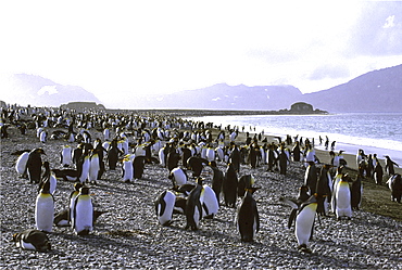 King penguin. Aptenodytes patagonica. On shore-line, salisbury plain. South georgia, antarctica