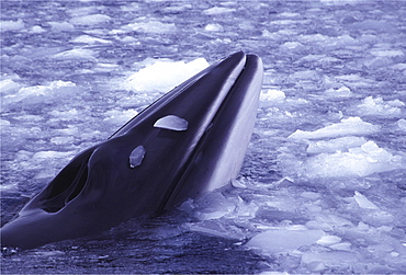 Minke whale. Balaenoptera acutorostrata. Minke whale in brash ice, danko bay, antarctica