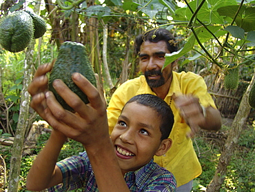 Nicaragua boy picks a chayote vegetable while his father looks on. Jalapa