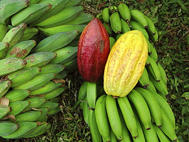 Nicaragua bananas and cacao pods