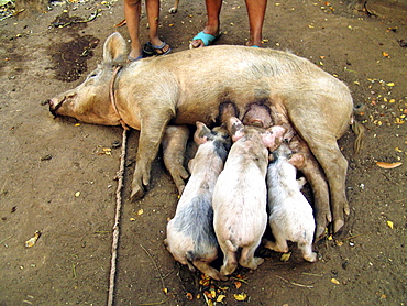 El salvador piglets feeding from their mother pig, san francsisco javier