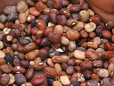 Zambia red sorghum, for beer making