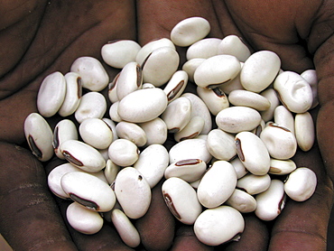 Zambia jack beans, soil fertilizer and base for paint making