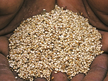 Zambia sesame seed, edible, used for making tahini and oil