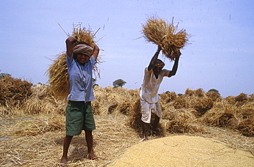 India - farming: threshing rice, andhra pradesh