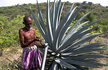 India - farming - health: man harvesting wild succulent plant for herbal medicine