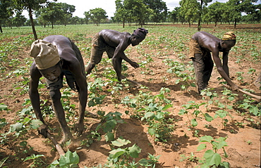 Ghana men cultivatingsoja beans bongo village bolgatanga