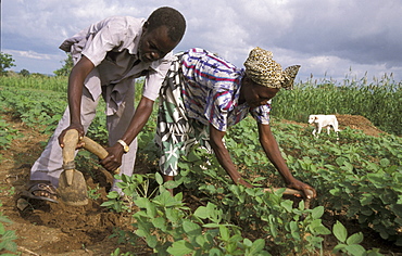 Ghana farmers of bongo, bolgatanga cultivating beans are beneficiaries of a protein nutrition project