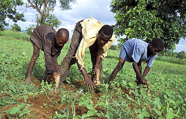 Ghana of bongo, bolgatanga cultivating beans