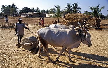 India threshing and crushing finger millet harvest, krishnapura village, kolar district, karnataka