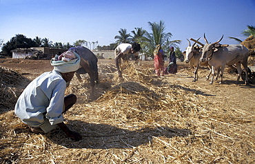 India threshing and crushing finger millet harvest, krishnapura village, kolar district, karnataka