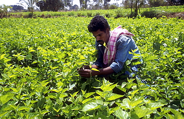 India venkateshappa, 30, working on his mulberry plantation, at h.g. Halli village, mulbaghal, karnataka