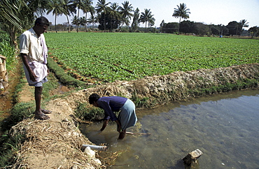 India irrigated farmland mulbaghal, karnataka