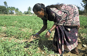 India shanthamma working on her tomato field of irrigated farmland mulbaghal, karnataka