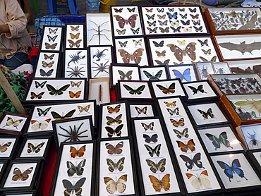 THAILAND Chiang Mai. Stall selling insects and spiders in glass cases. Photo by Sean Sprague